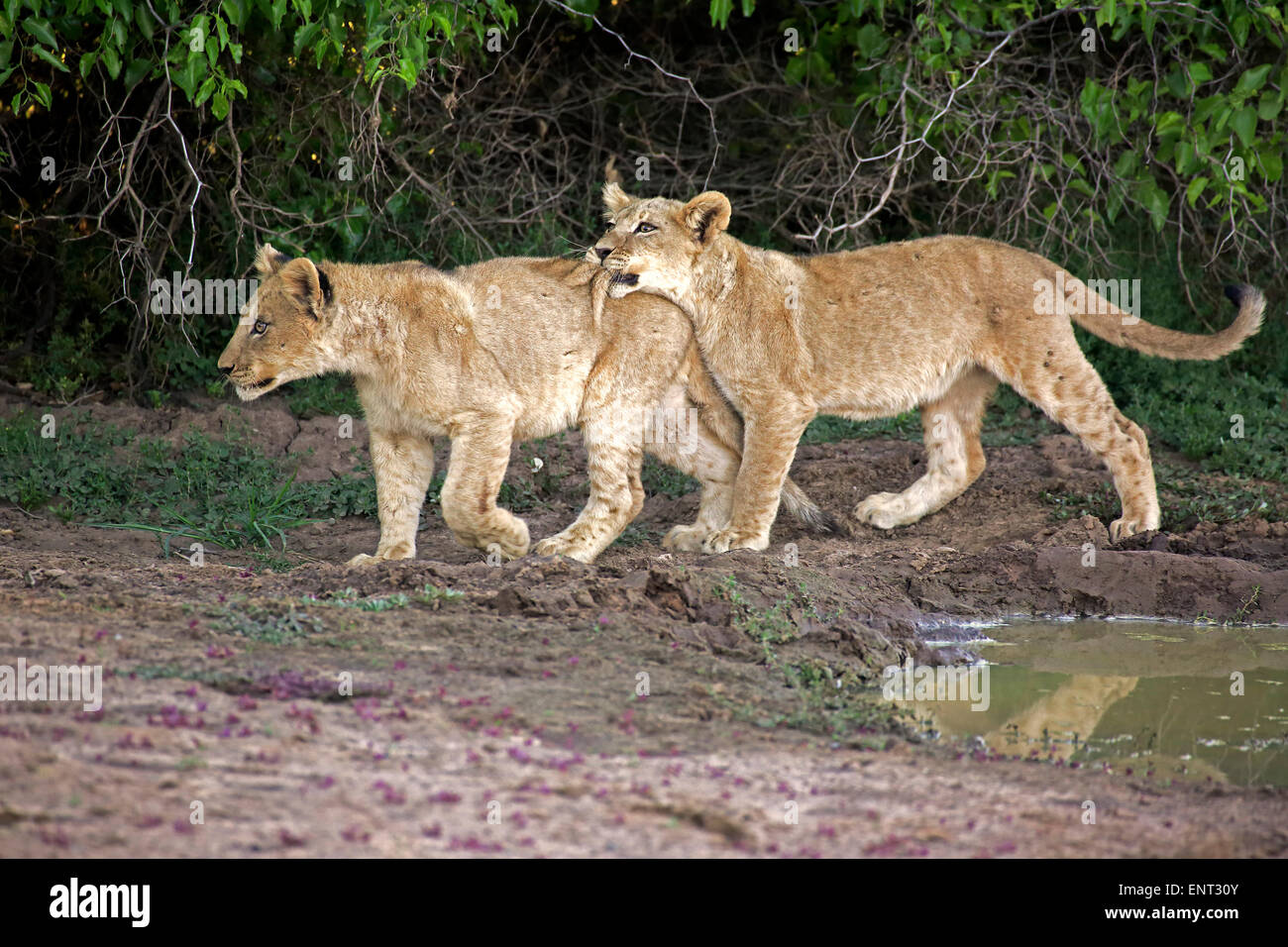 Los leones (Panthera leo), dos cachorros de cuatro meses, hermanos, jugando Tswalu Reserva de caza, el desierto de Kalahari, North Cape, Sudáfrica Foto de stock