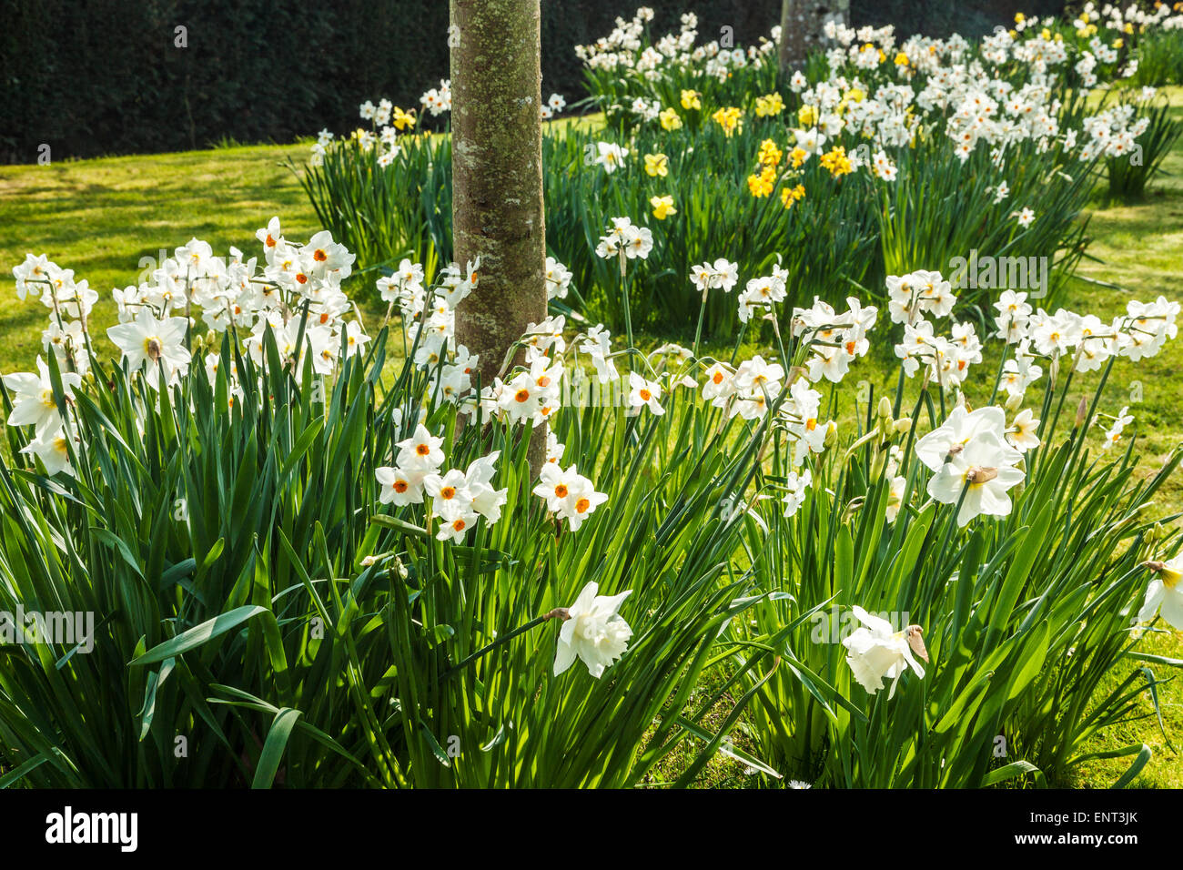 Narcisos en el jardín en la primavera Bowood Estate en Wiltshire. Foto de stock