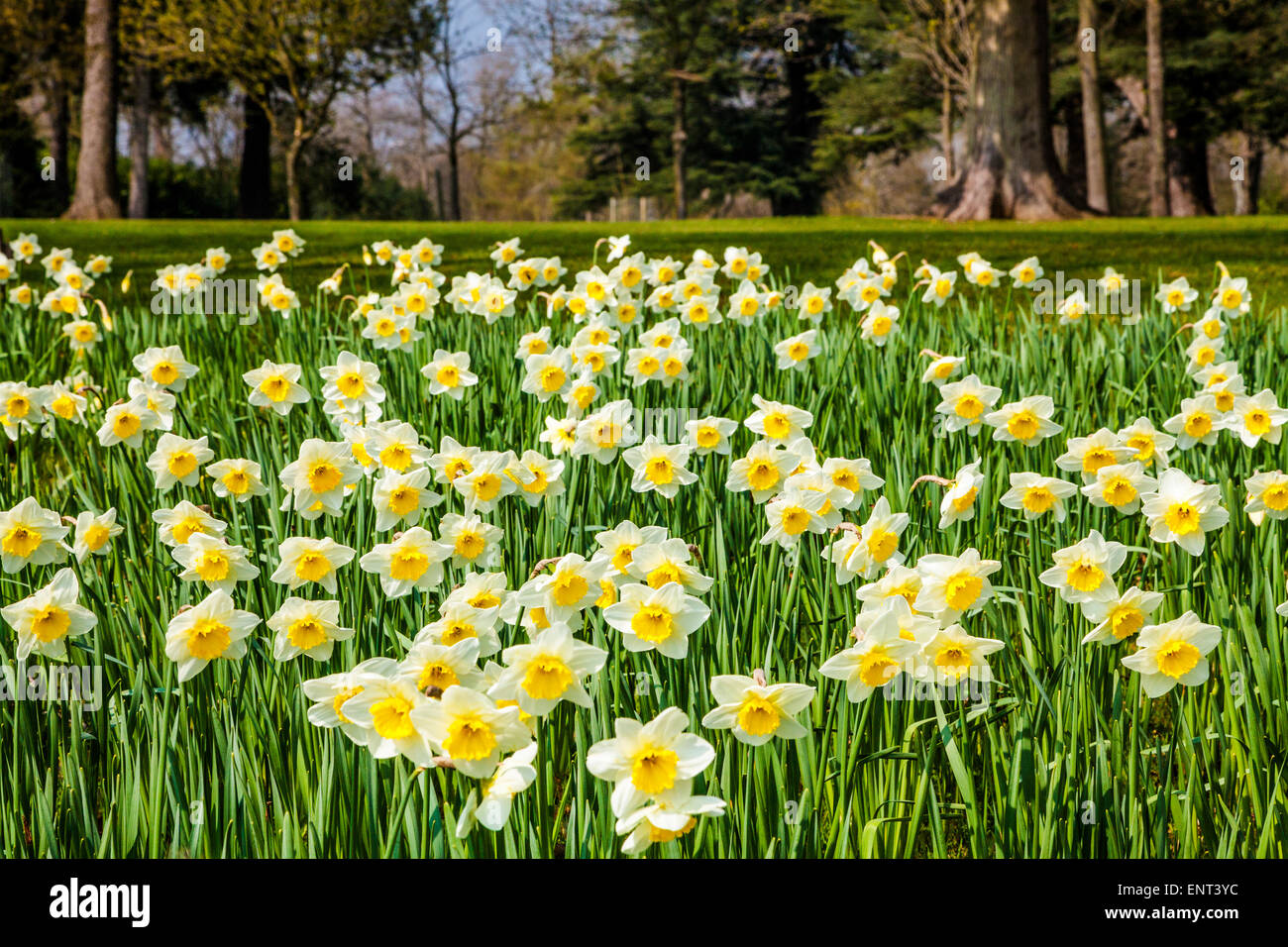 Narcisos en el Bowood Estate en Wiltshire. Foto de stock
