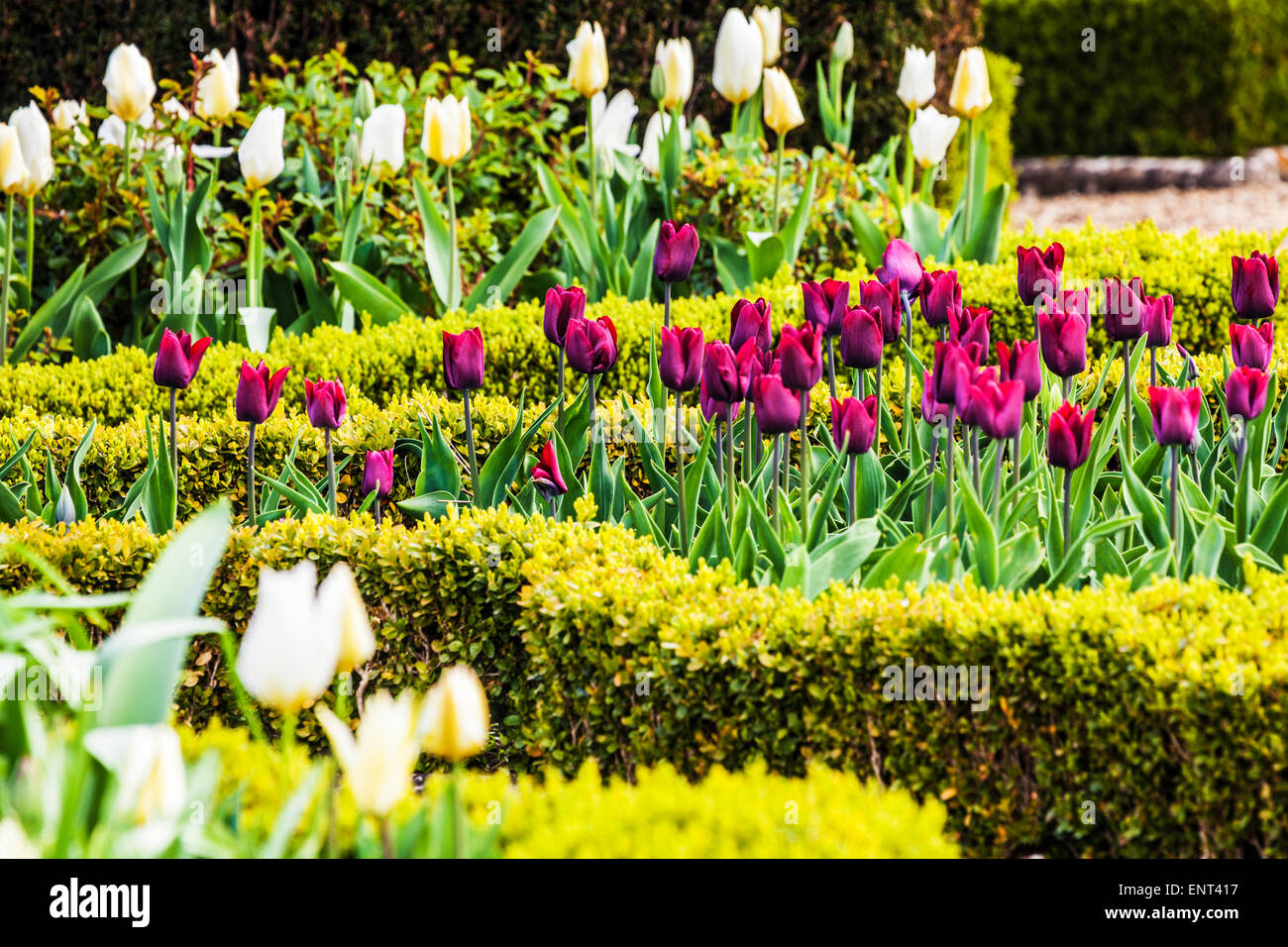 Los tulipanes en la terraza en casa Bowood en Wiltshire. Foto de stock