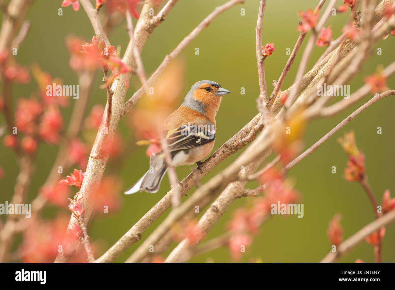 Cierre de un pinzón vulgar (Fringilla coelebs) bird sentado en un cerezo en la temporada de primavera, REINO UNIDO Foto de stock