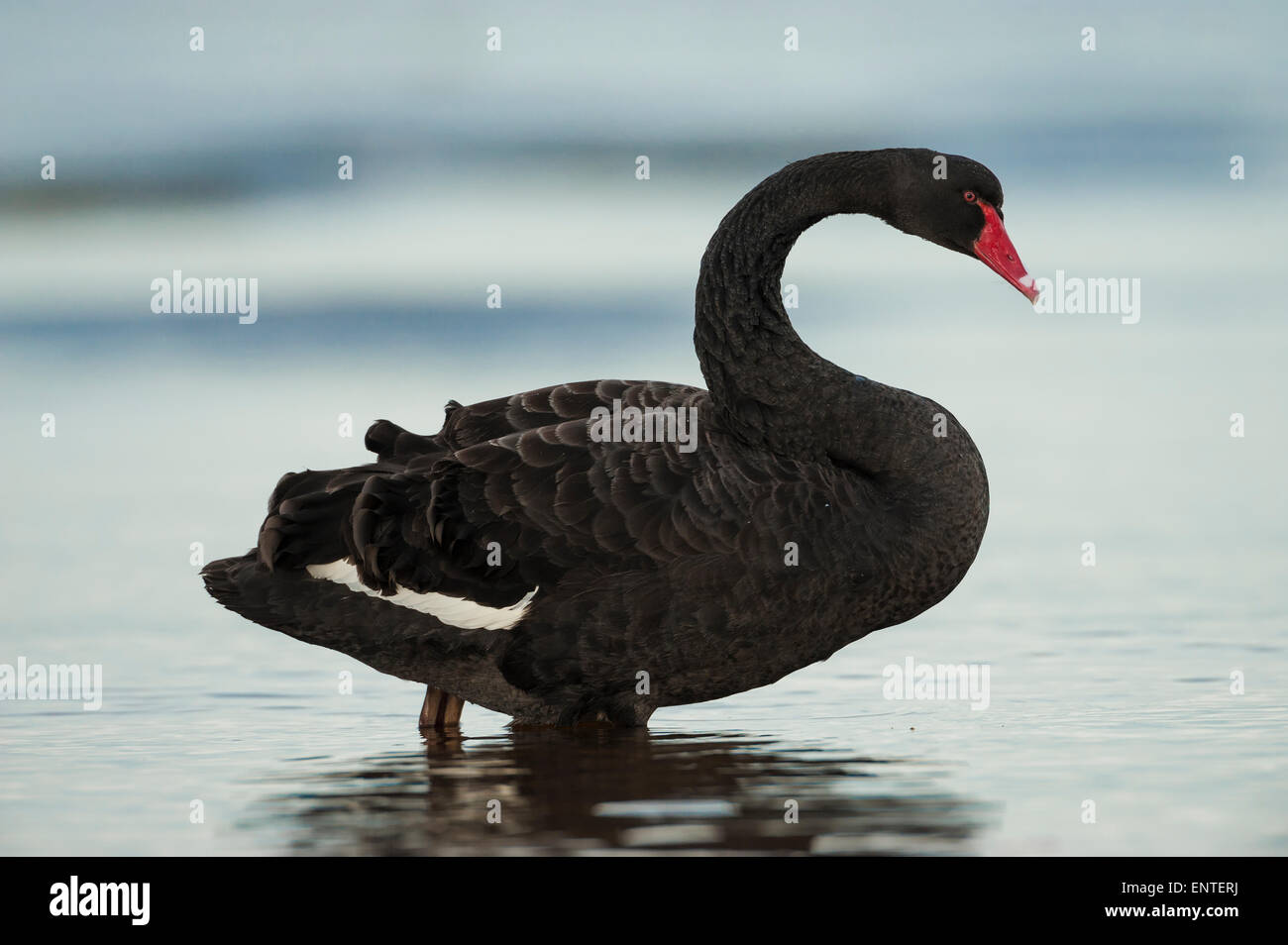 Cisne negro en el medio silvestre, (Cygnus atratus), REINO UNIDO Foto de stock