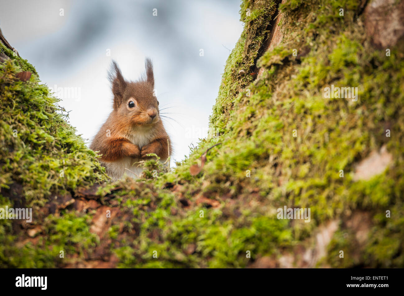 Escocia, Reino Unido, vida silvestre - ardilla roja (Sciurus vulgaris), sentado en un árbol en otoño, REINO UNIDO Foto de stock