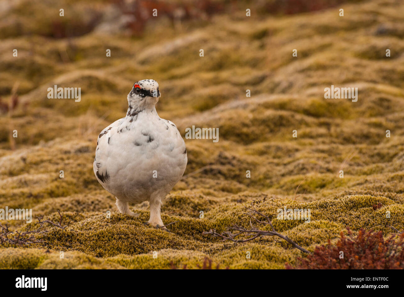 Ptarmigan bird (Lagopus mutus) en Islandia Foto de stock