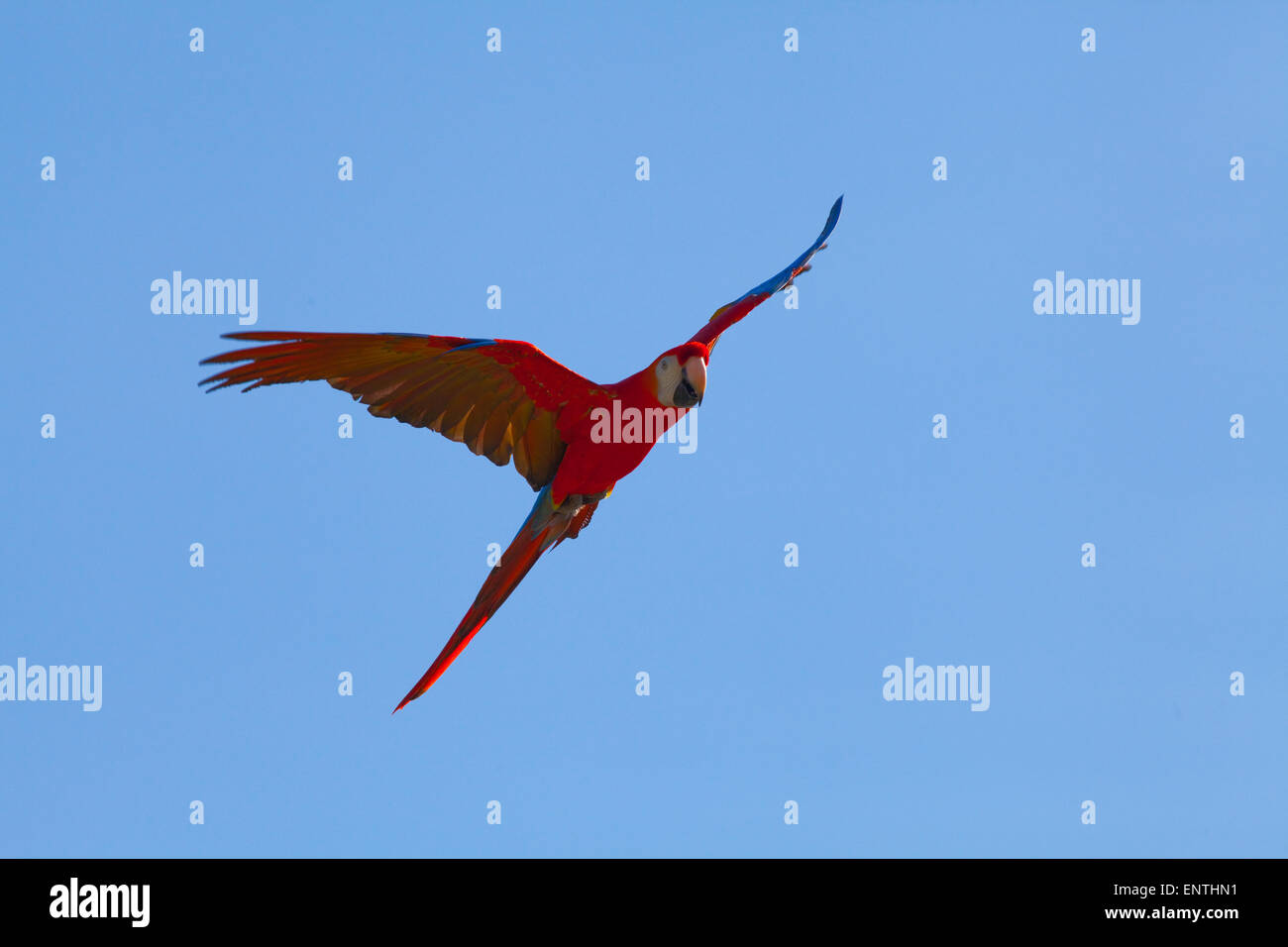 Guacamaya Roja (Ara macao). Solo pájaro en pleno vuelo. Foto de stock