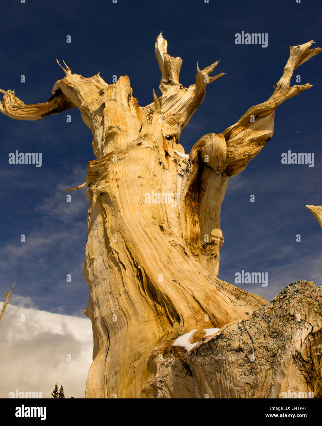 Un antiguo pino bristlecone, ubicado en el Patriarca Grove, White Mountains, California, EE.UU. Foto de stock