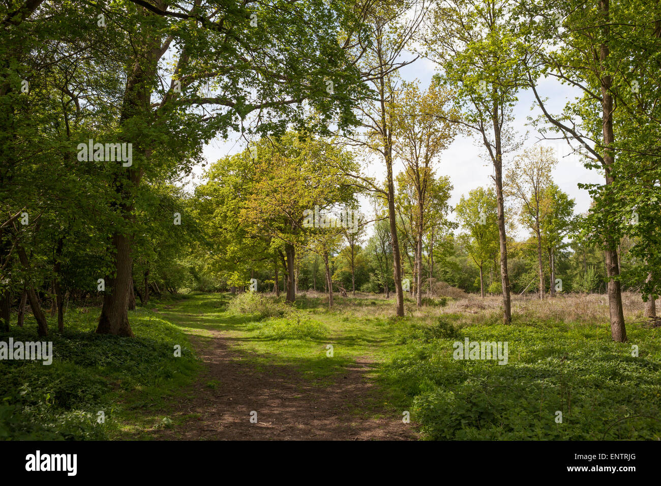 Manejo de bosques ingleses fotografías e imágenes de alta resolución