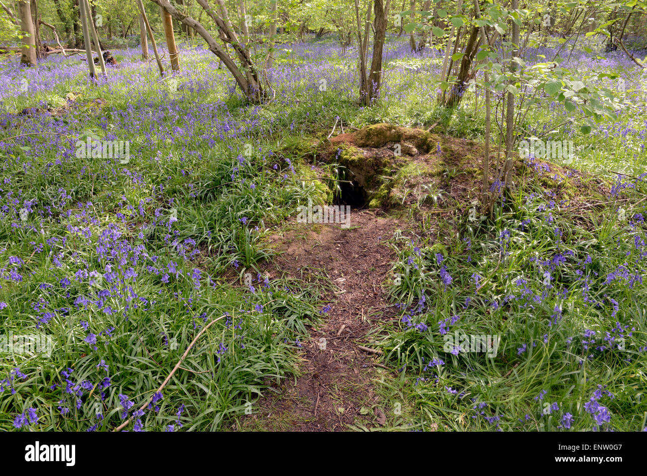 Entrada a badger sett en primavera con campanillas alfombrado suelo forestal madera Waresley Cambridgeshire Inglaterra Foto de stock