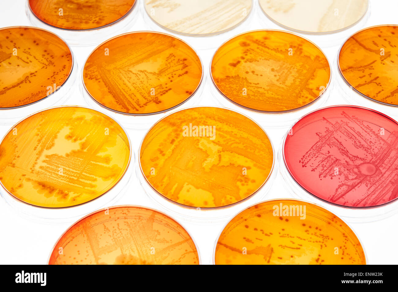 Agar MacConkey agar selectivo de un laboratorio de microbiología clínica de  medio de cultivo para aislar bacterias Gram-negativos y bacilos entéricos  bacterias Fotografía de stock - Alamy