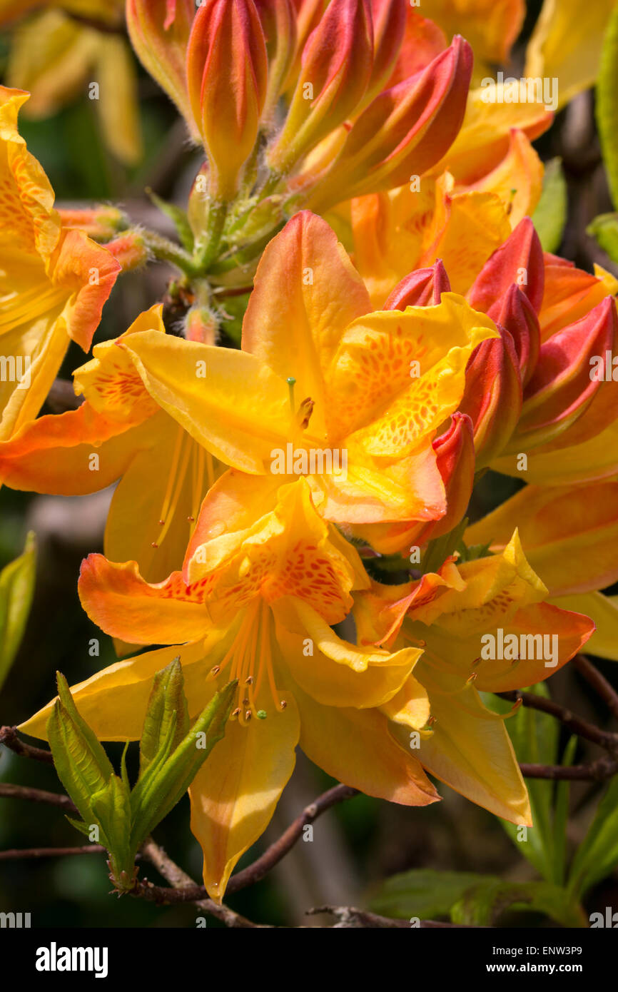 Flores de mayo de las azaleas caducifolias, Rhododendron 'Sunbeam' Foto de stock