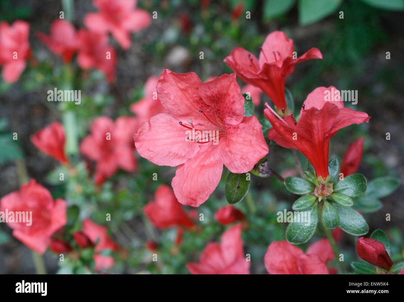 Flor de azalea fotografías e imágenes de alta resolución - Alamy