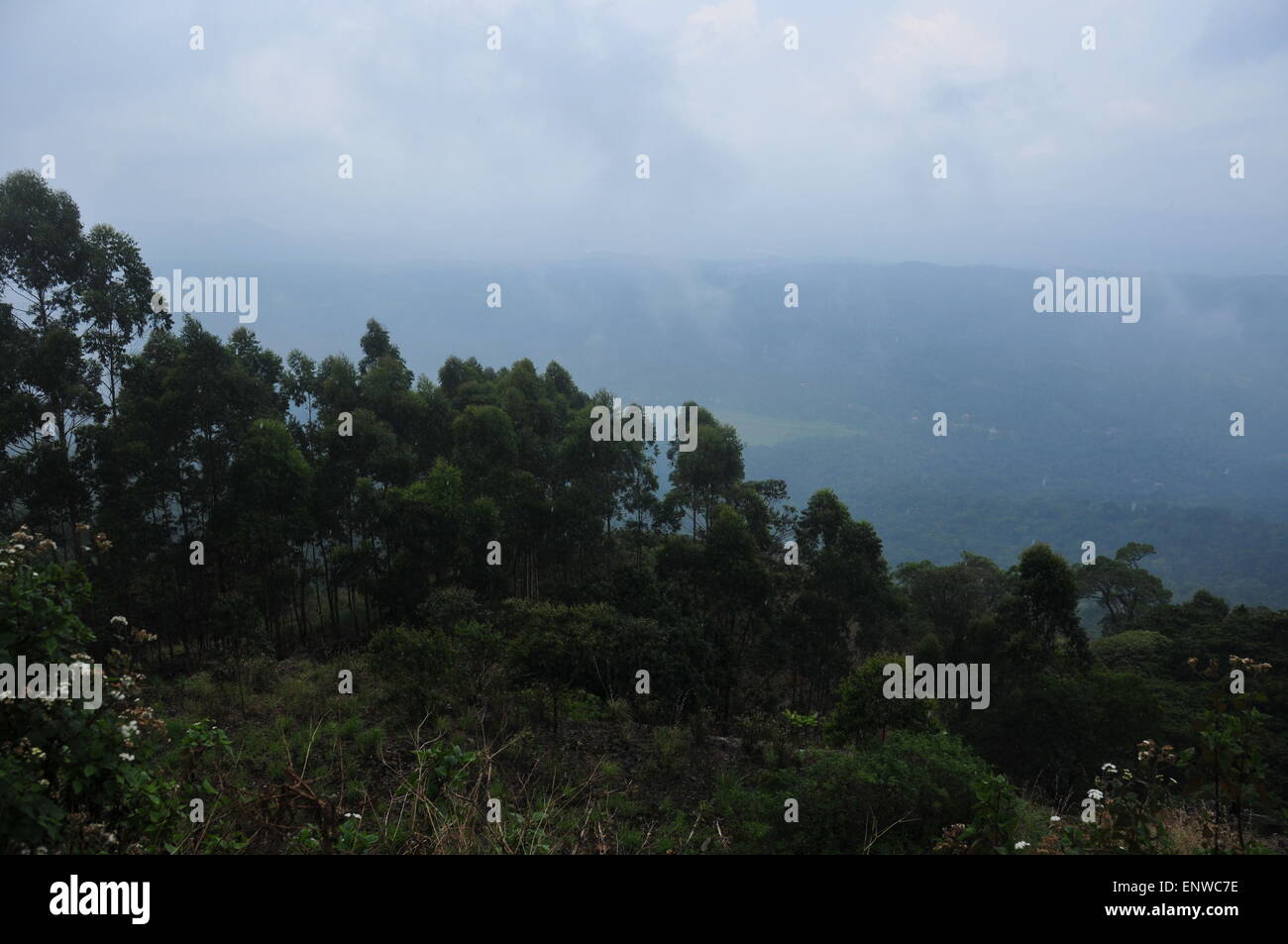 Colina y árboles. Foto de stock