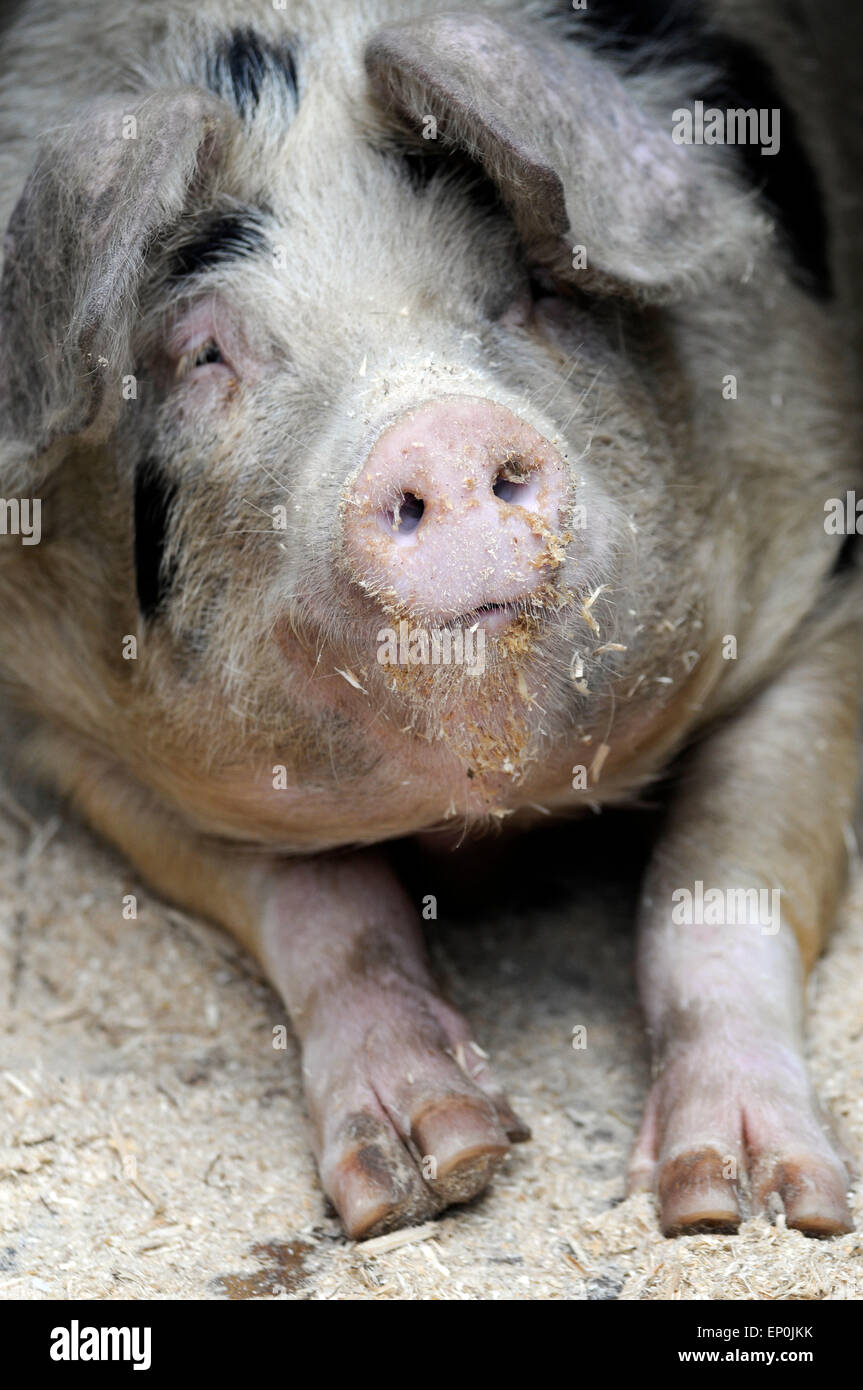 Cerdo doméstico (Sus scrofa domestica) está situado en el cobertizo Foto de stock