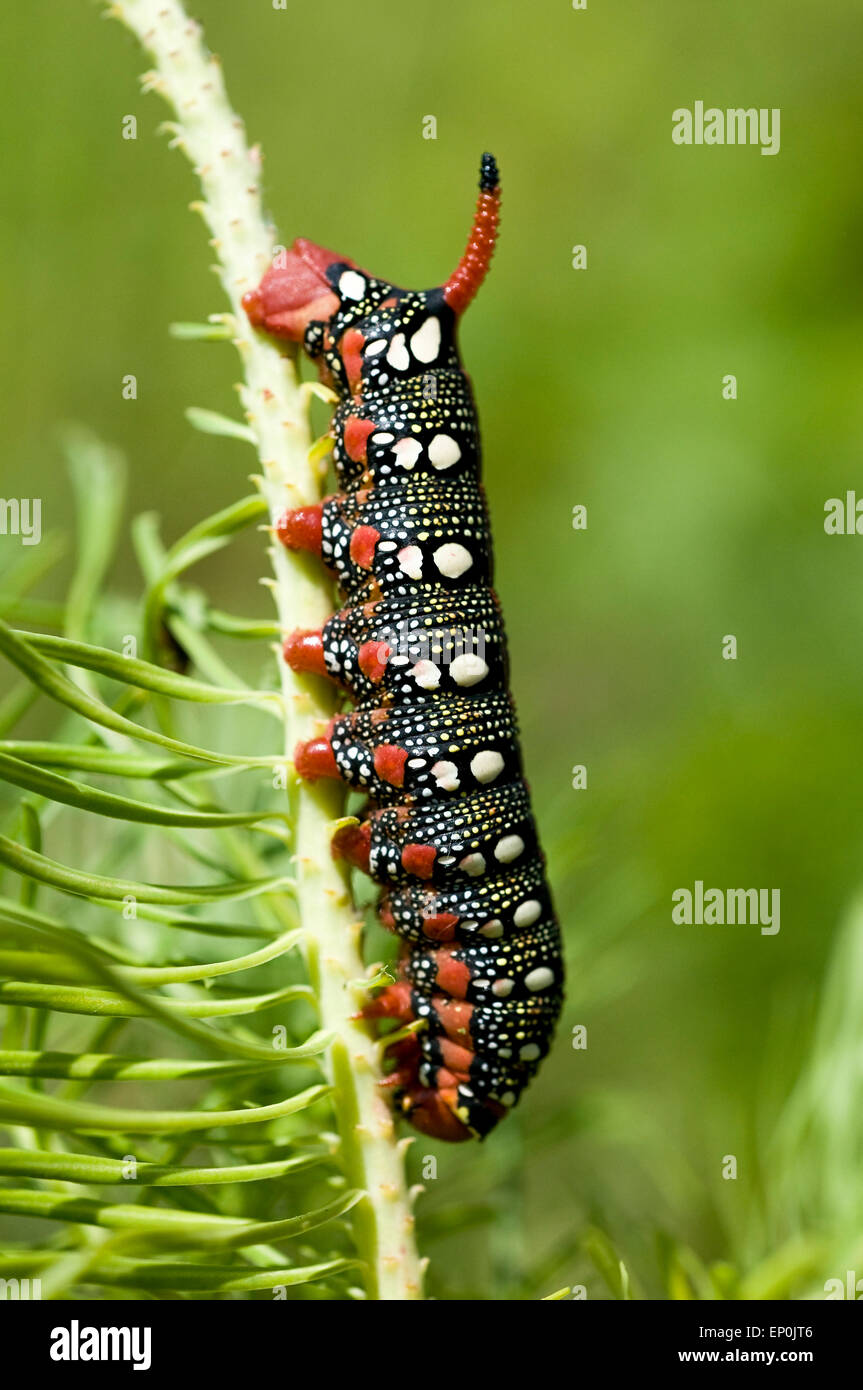 Close-up de la caterpillar expurgo hawkmoth (Hyles euphorbiae) en su planta hospedante asclepias Europa Alemania Foto de stock