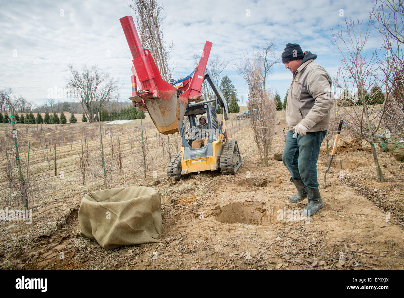 Excavadora de árboles fotografías e imágenes de alta resolución - Alamy