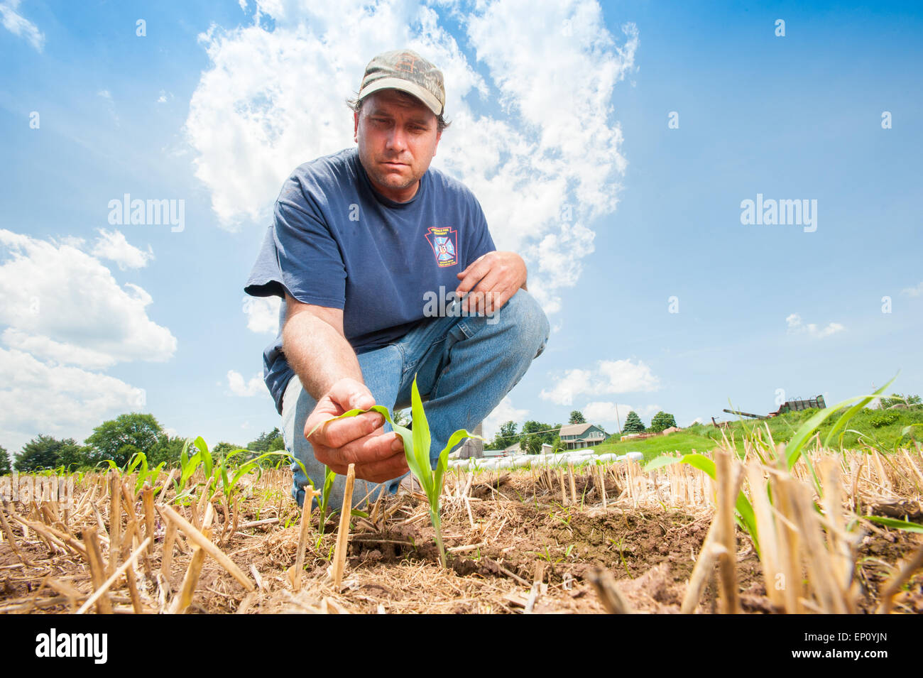 Hombre sujetando las plantas jóvenes en la granja en Honesdale, PA. Foto de stock