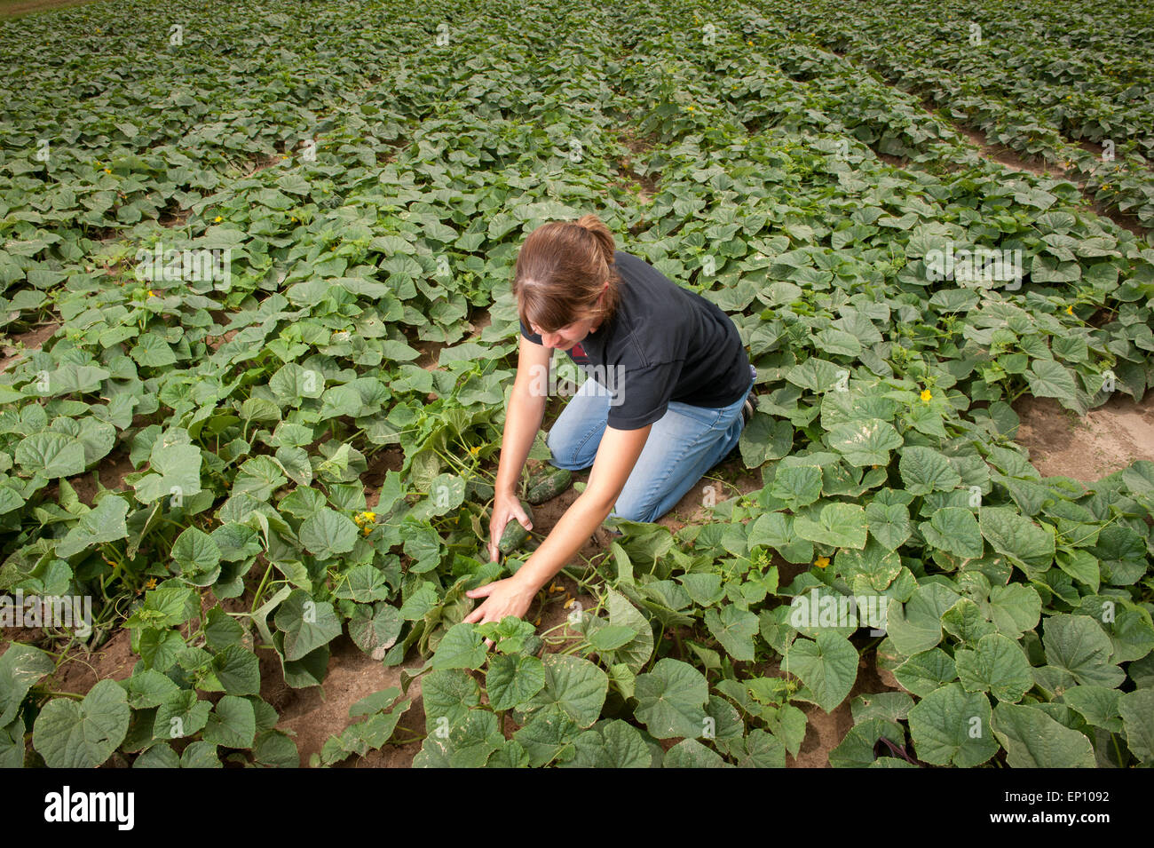Joven agricultor comprobando los pepinos en una granja cerca de pepino Federalsburg, Maryland, EE.UU. Foto de stock
