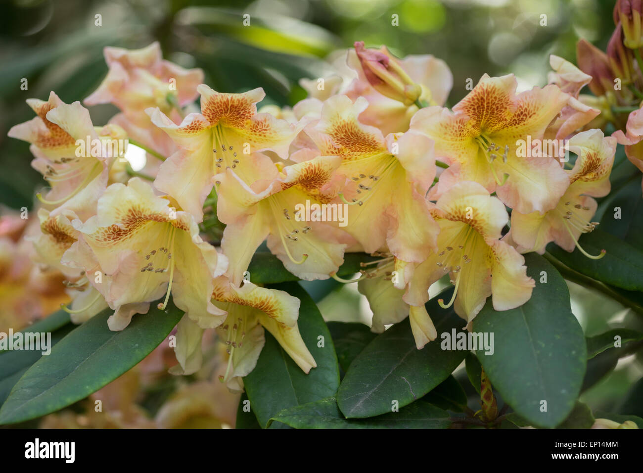 Rhododendron dichroanthum fotografías e imágenes de alta resolución - Alamy