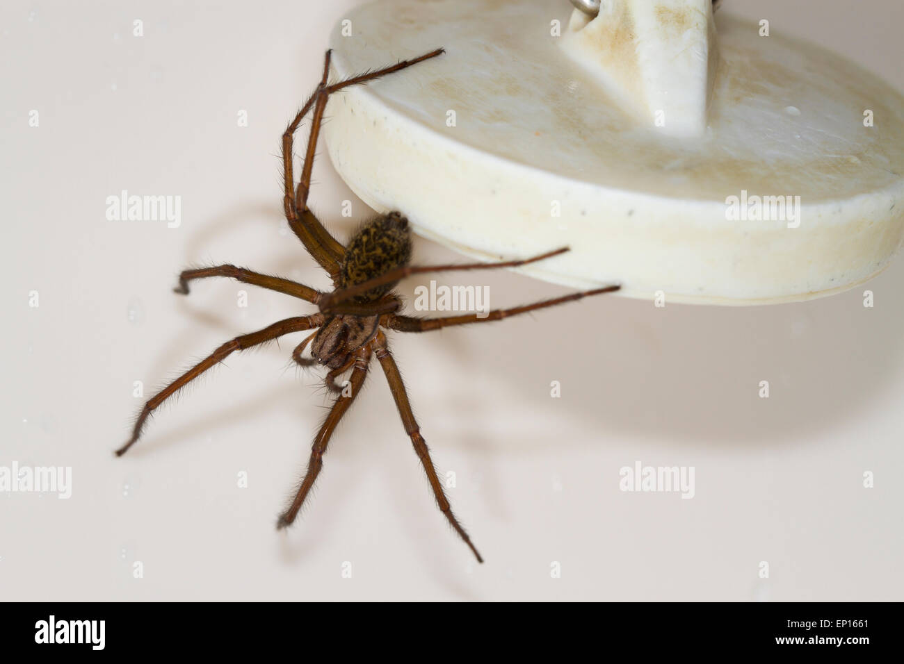 Casa araña (Tegenaria sp.) hembra adulta en un baño. Powys, Gales. De enero. Foto de stock