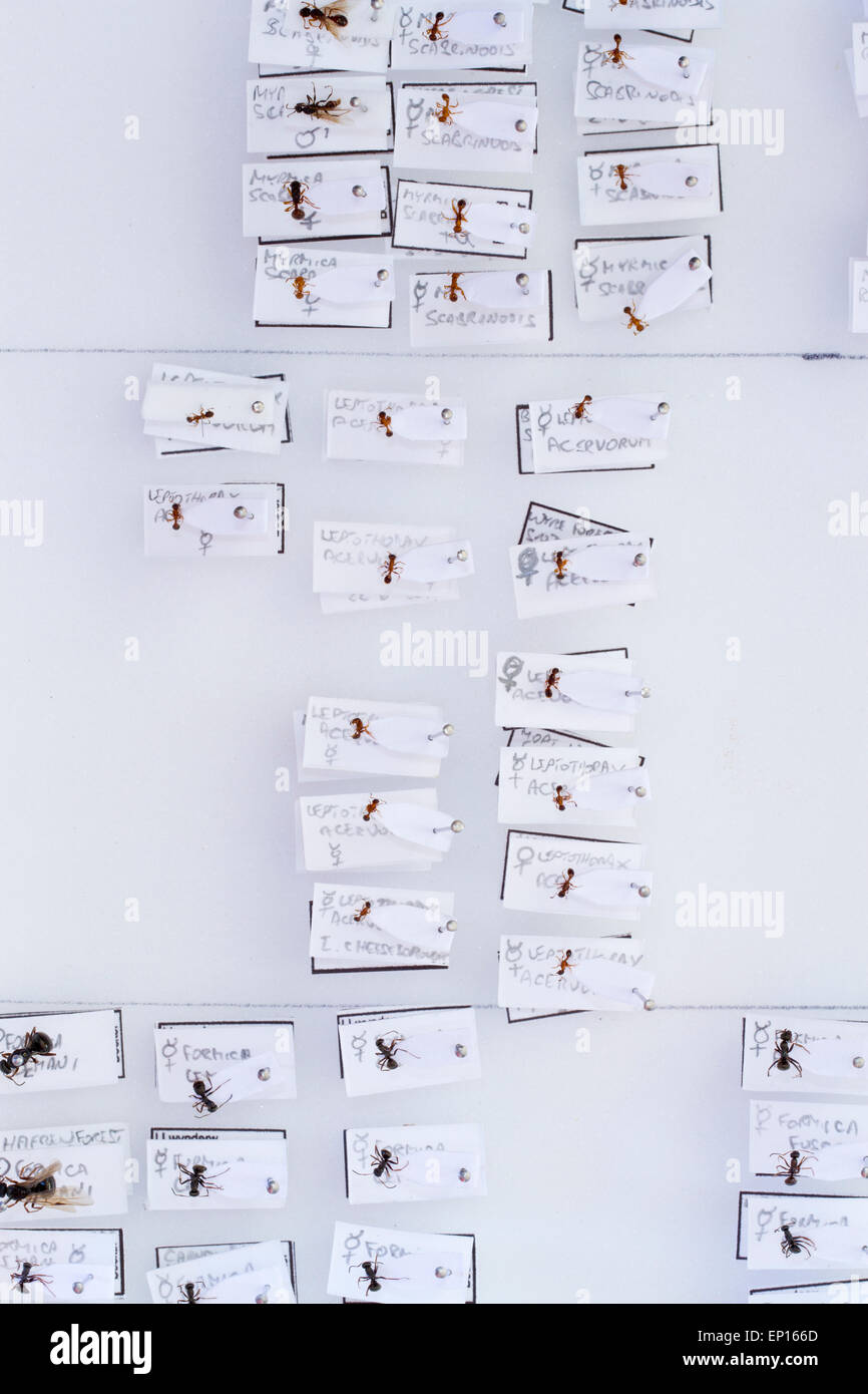 (Hormiga Lasius, formica y Leptothorax) de especímenes de especies en una colección de referencia de British hormigas. Powys, Gales. Foto de stock