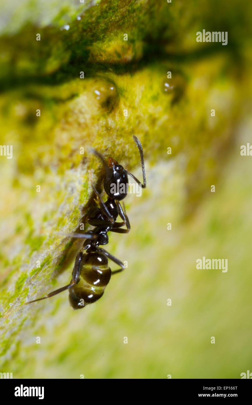 Ant Linepithema iniquum trabajador adulto en un tallo en un invernadero. Un vagabundo especie tropical originaria de América del Sur. Foto de stock