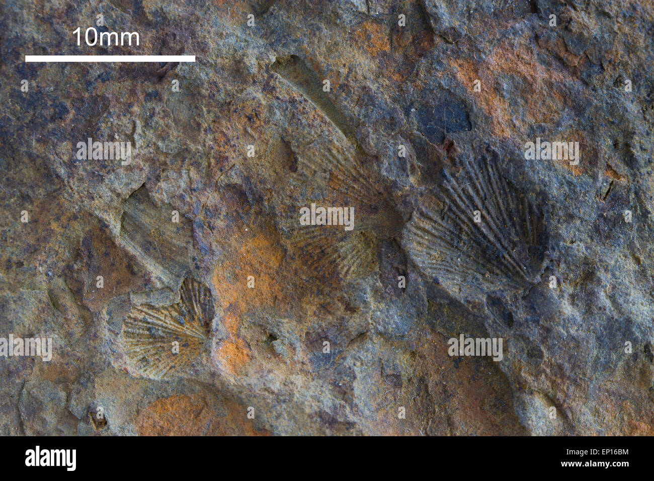 Los fósiles - Middle-Ordovician braquiópodos. Desde la serie de Llanvirn los pozos Builth-Llandrindod Inlier mya (470). Foto de stock