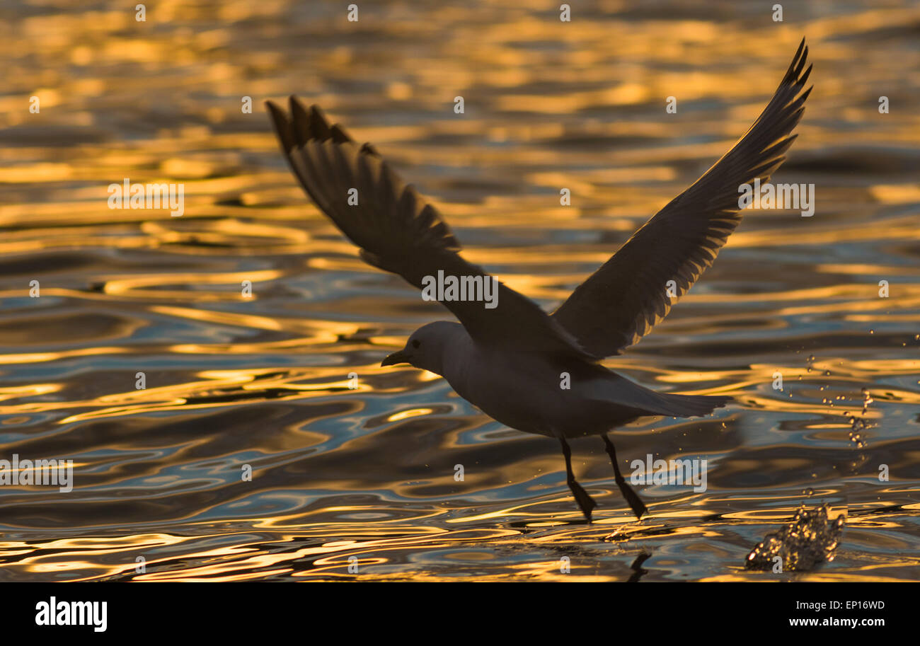 Patas negras kittiwake, Rissa tridactyla, elevación del agua y volar en el atardecer y la luz del sol reflejada en el agua, Foto de stock