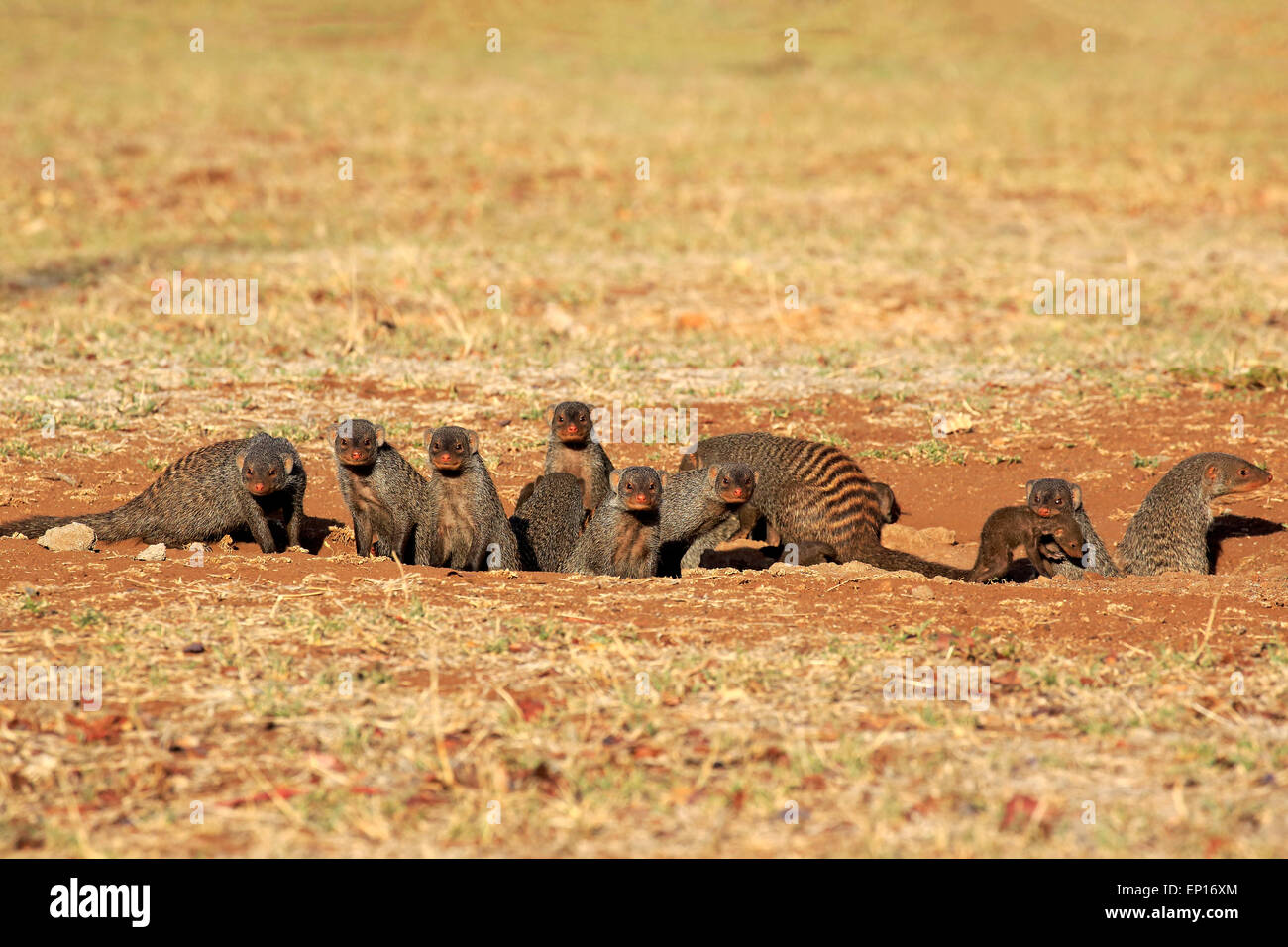 Mangosta anillados (Mungos mungo), meloncillo familia con crías, en el
