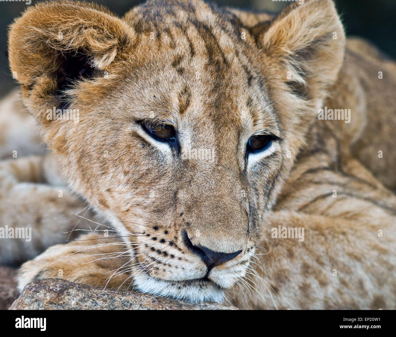 Retrato de un cachorro de león, Sudáfrica Foto de stock