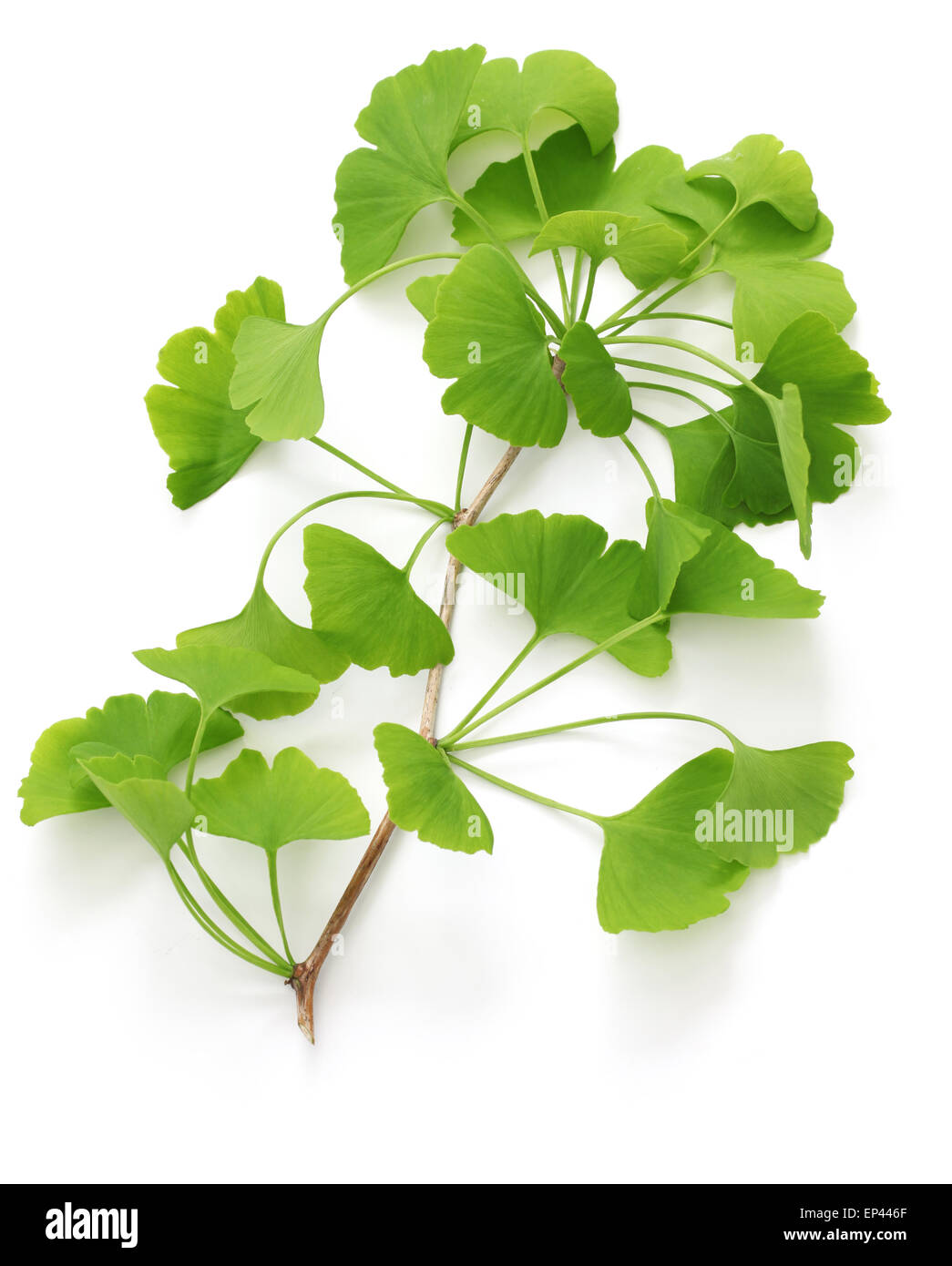 Hojas de ginkgo biloba fotografías e imágenes de alta resolución Alamy