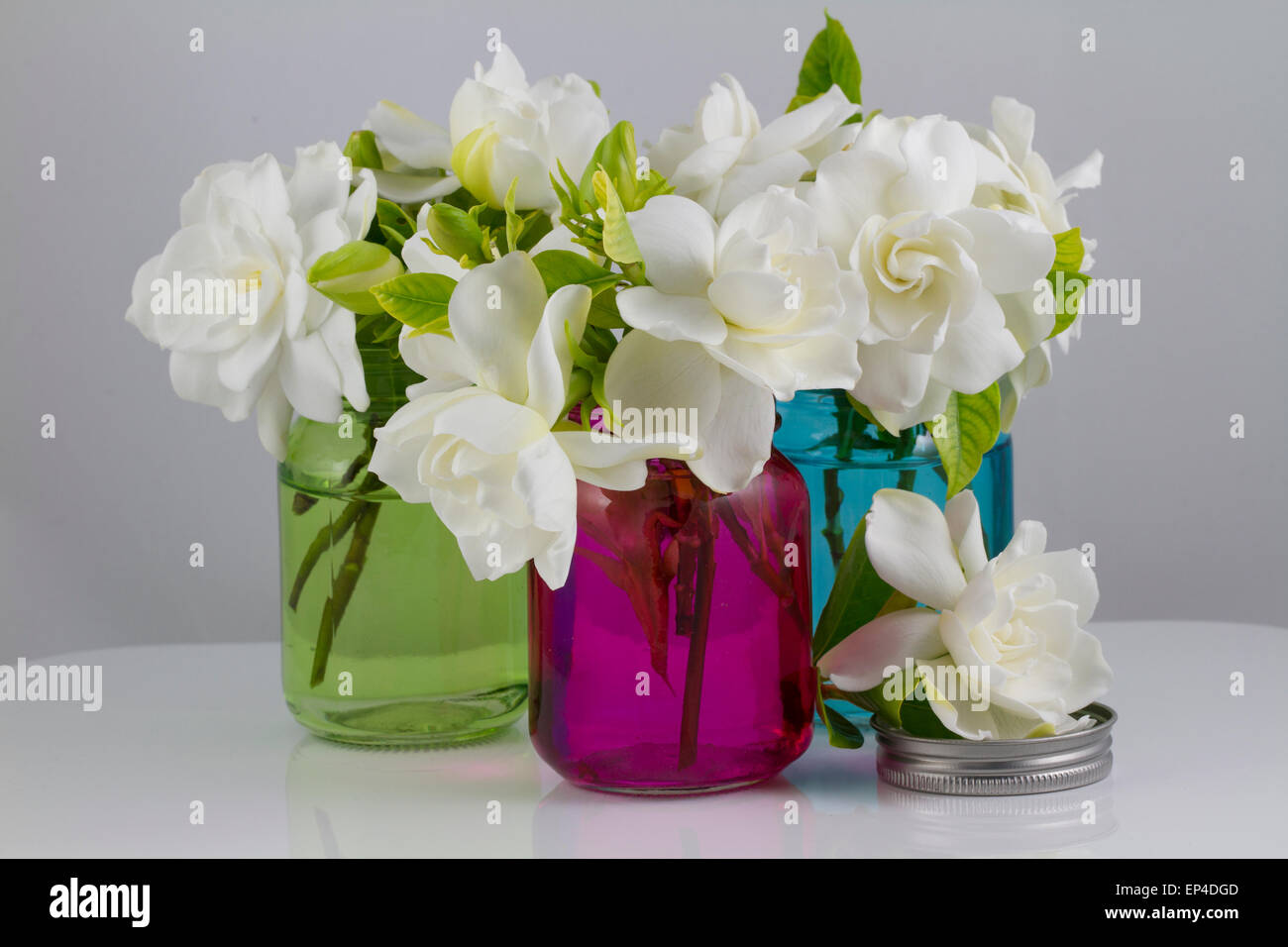 Ramo de gardenias blancos frescos colocados en pequeños de color rojo,  verde y azul tarros mason sobre fondo blanco o negro como decoración para  Fotografía de stock - Alamy