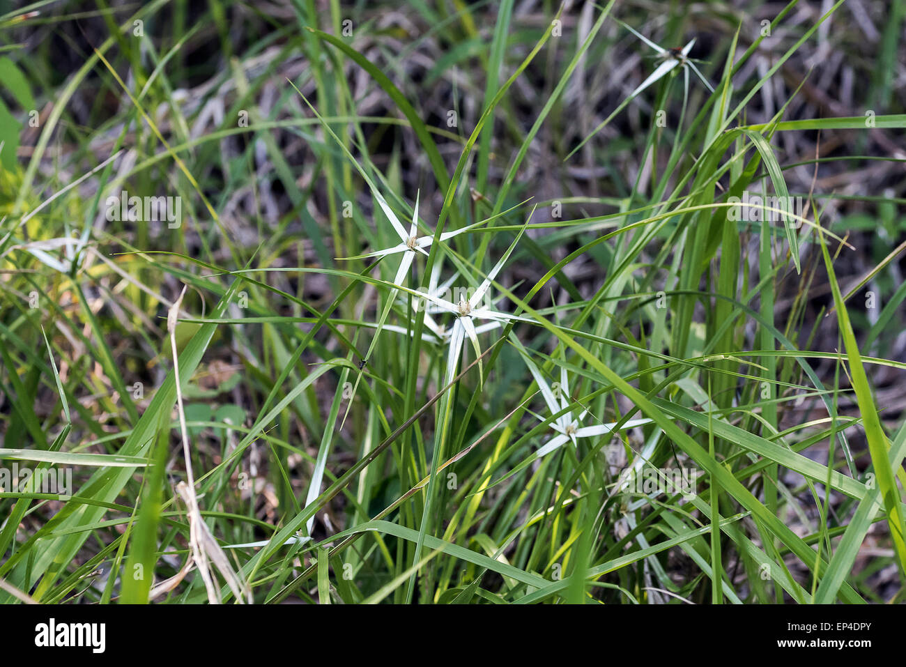 Pasto estrella (Dichromena colarata), Río Pixaim, Pantanal, Brasil Foto de stock