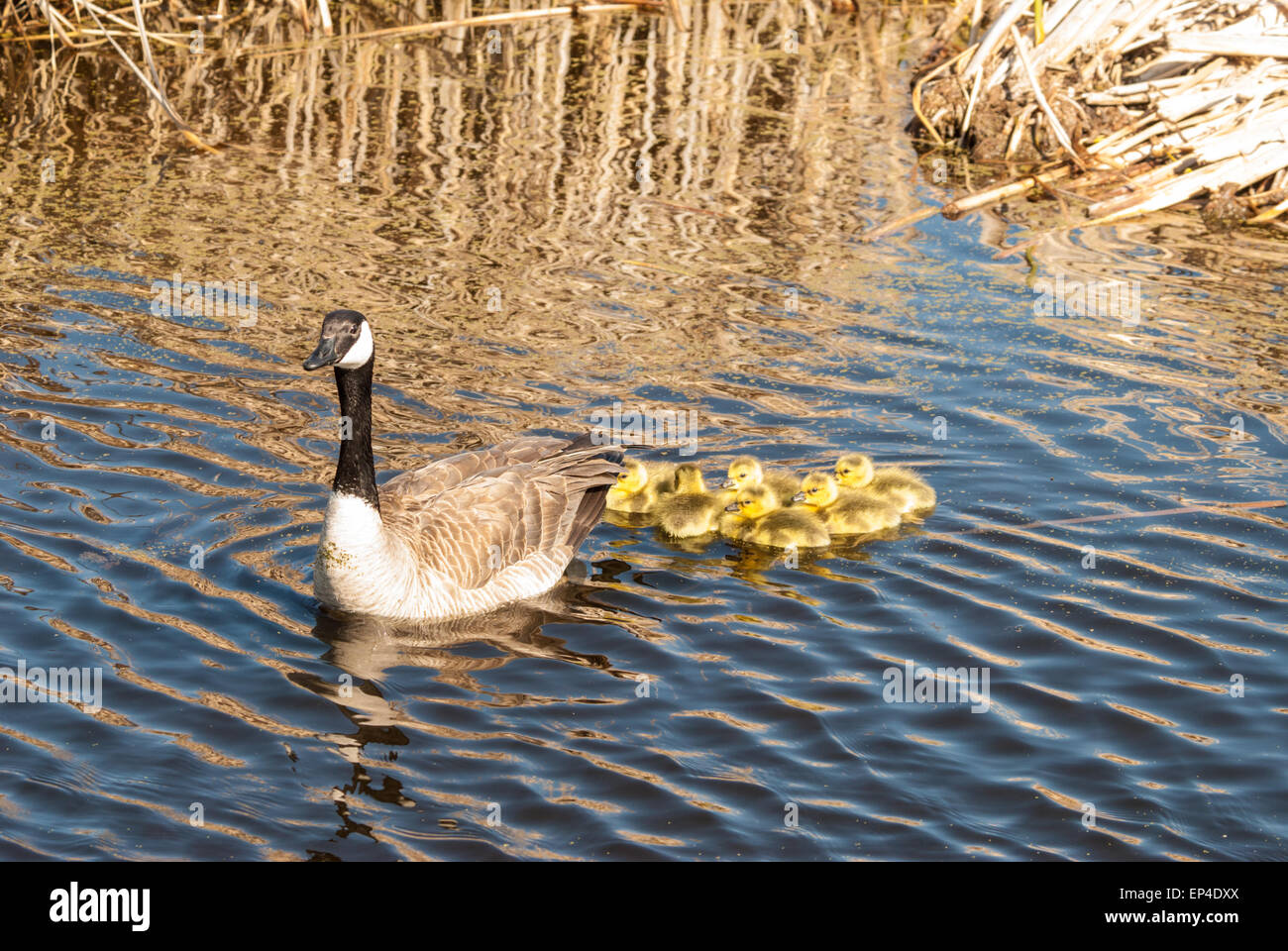 Un grupo de recién Canadá goose goslings nadar detrás de uno de sus padres en un pantano cerca del Gran Lago de Alberta Foto de stock