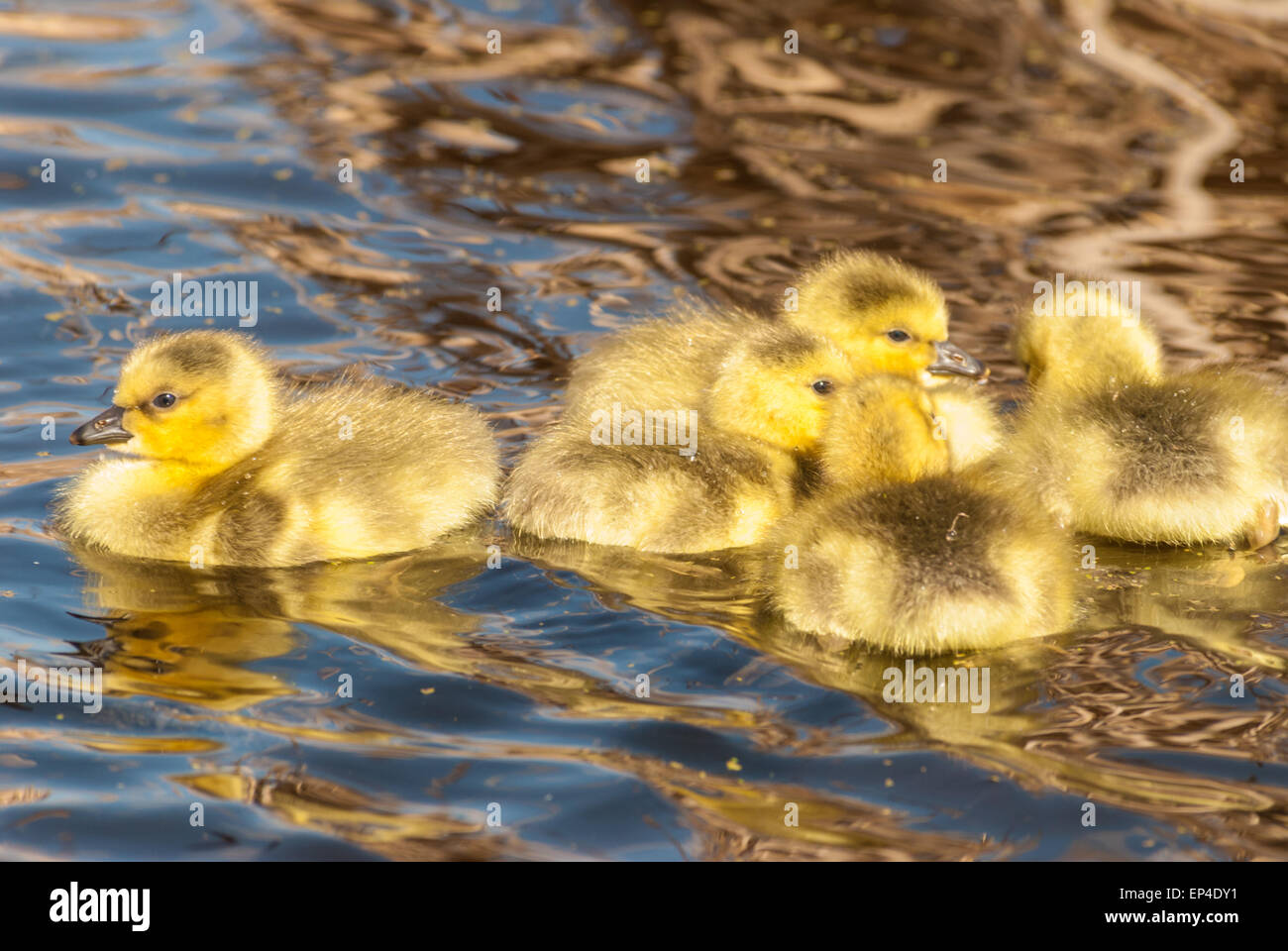 Cinco recién Canadá goose goslings nadando en un pantano cerca del Gran Lago de Alberta Foto de stock