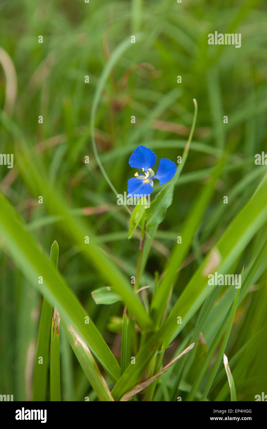 Una flor azul sobresale en el Tall verde hierba. Foto de stock