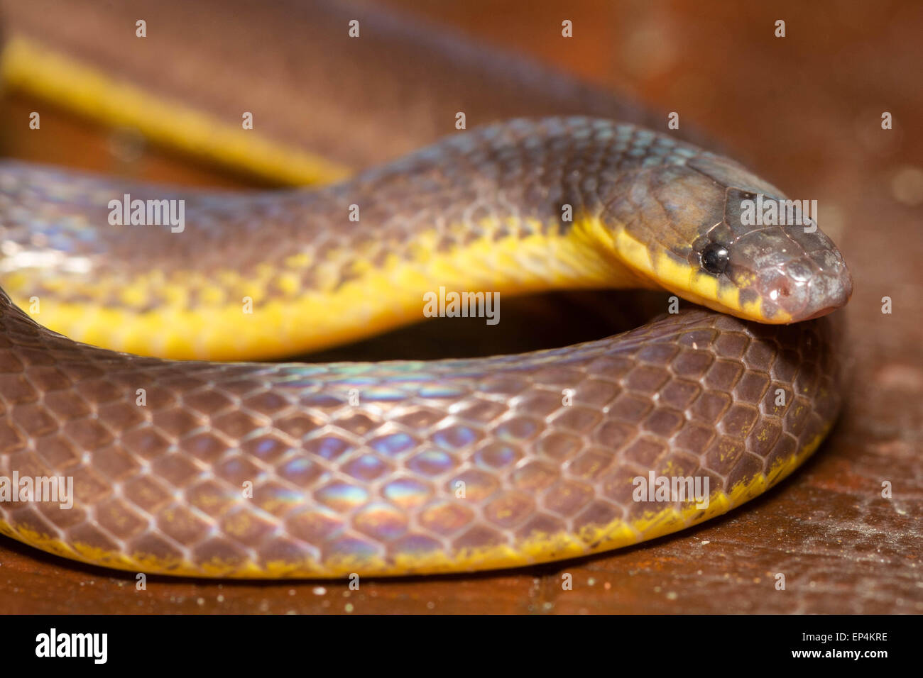 Dunn's Groundsnake (Atractus dunni) una hermética fossorial serpiente endémica en una pequeña parte del Ecuador. Foto de stock