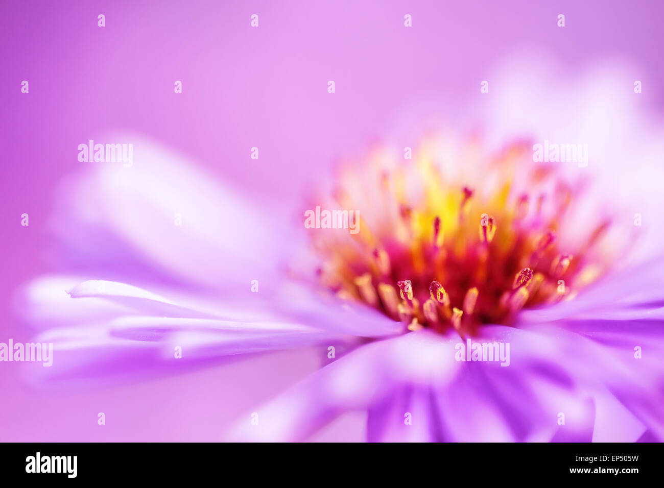 Closeup violeta fondo de flor aster Foto de stock