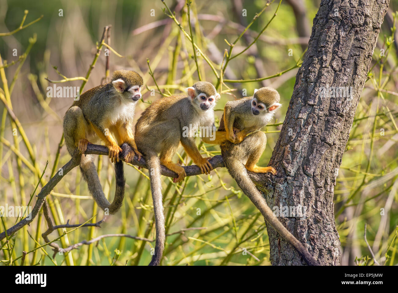 Tres monos ardilla (Saimiri sciureus) jugando en la rama de un árbol Foto de stock