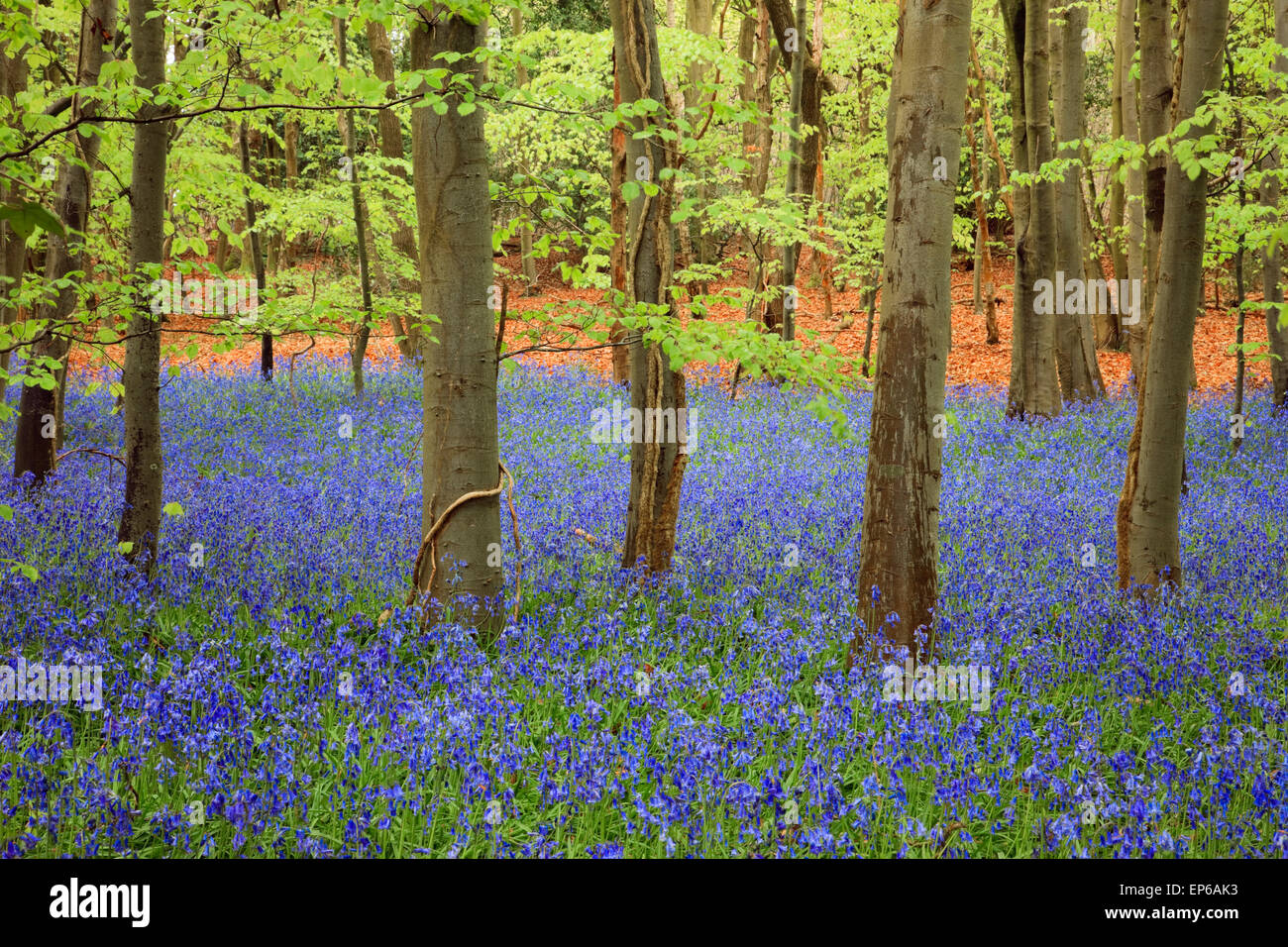Inglés nativo campanillas creciendo en medio de un hermoso paisaje rural de madera con Bluebell hayedos en primavera. West Stoke Chichester, West Sussex, Inglaterra Foto de stock