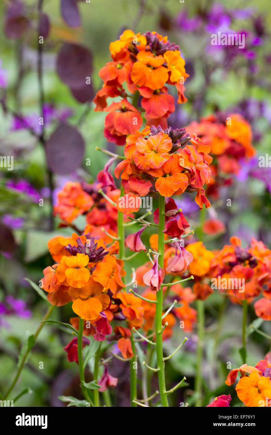 Flores brillantes de la larga floración perenne Erysimum alhelí, 'twist' de albaricoque Foto de stock