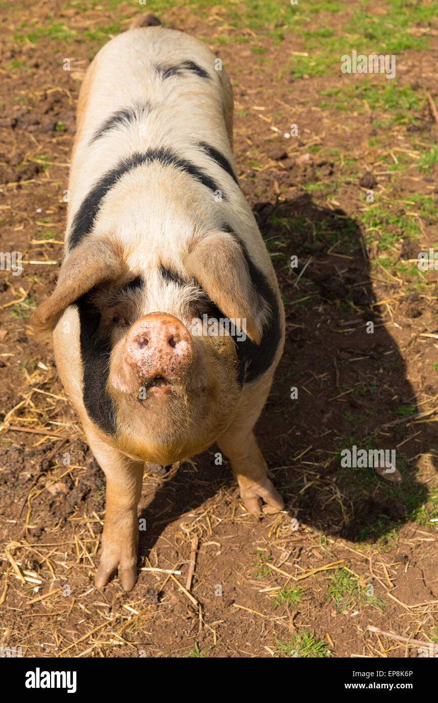 Manchada de cerdo con manchas negras mirando a la cámara de pie en un campo cuestionamiento Foto de stock