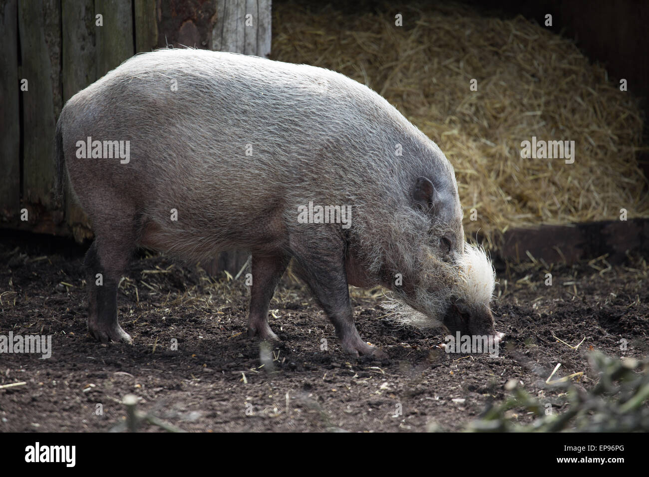 Cerdo salvaje Foto de stock
