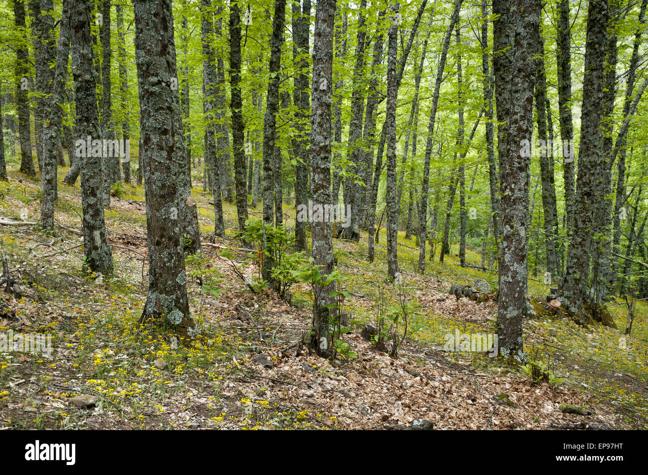 Bosque de castaños en el Parque Natural del Valle de Iruelas, Avila