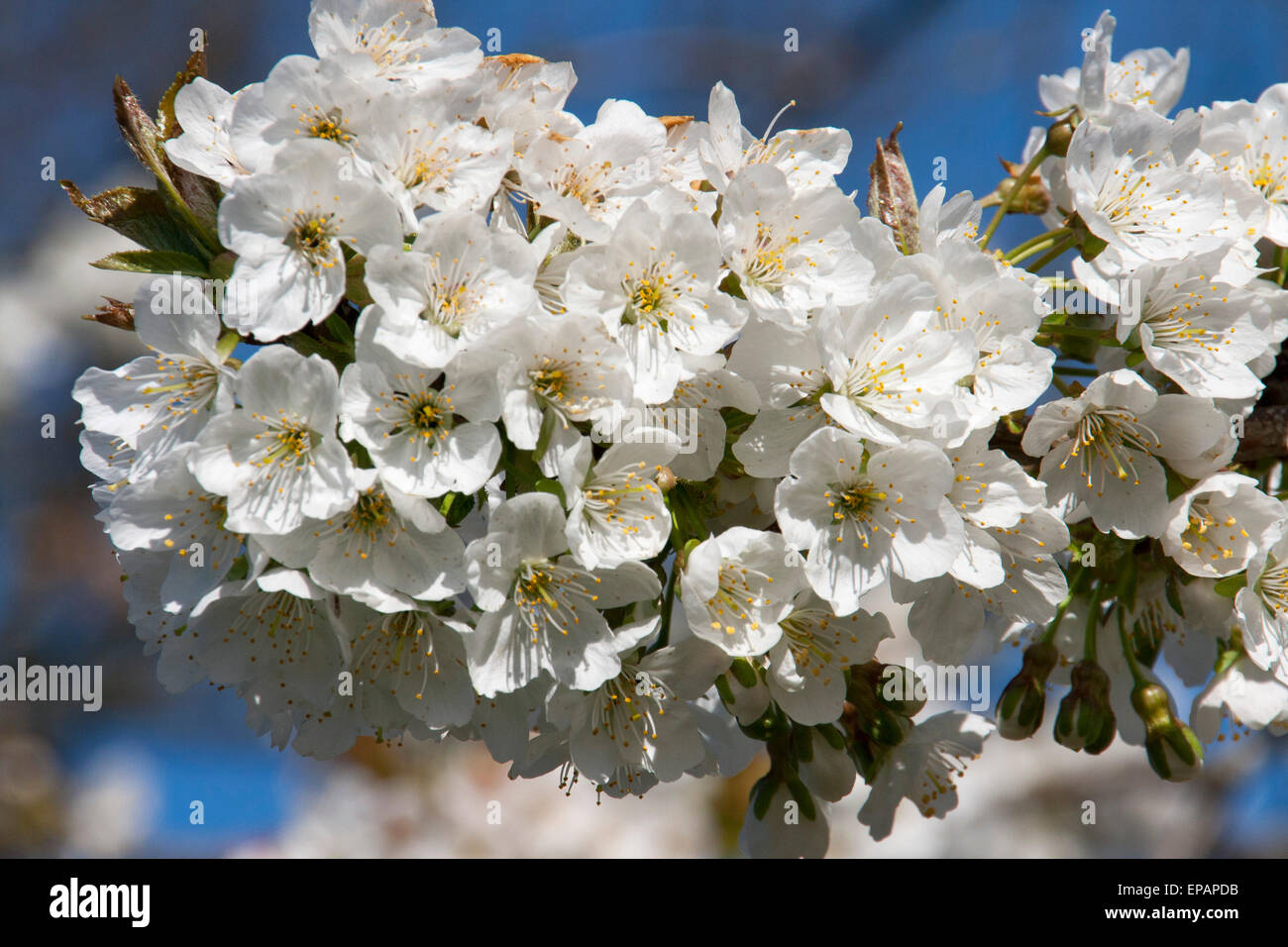 Árbol de ciruela Prunus domestica flor Foto de stock