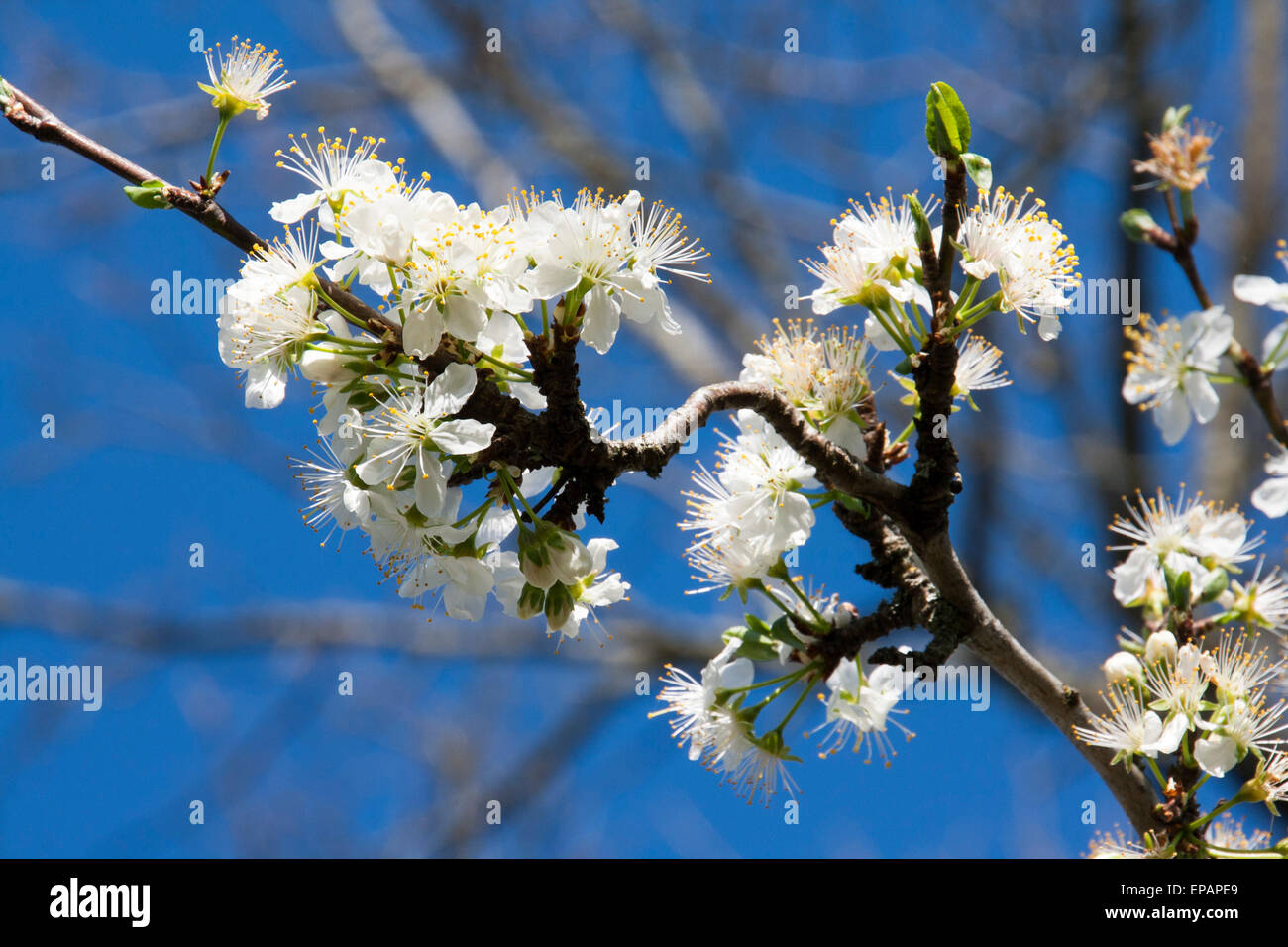 Árbol de ciruela Prunus domestica flor Foto de stock