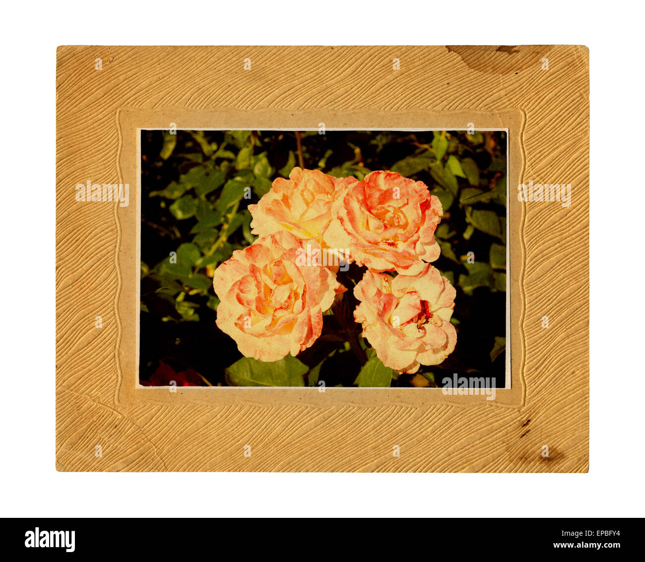 Antigua tarjeta vintage con un ramo de hermosas rosas rosas sobre fondo blanco aisladas. Foto de stock