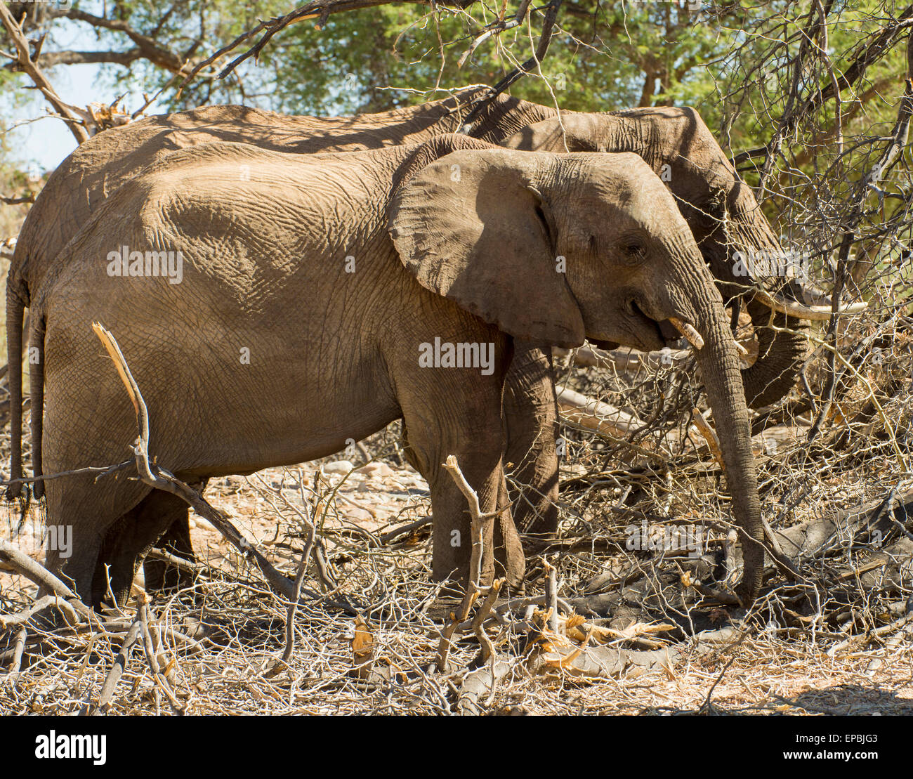 África, Namibia. Par de elefantes salvajes para el pastoreo. Foto de stock