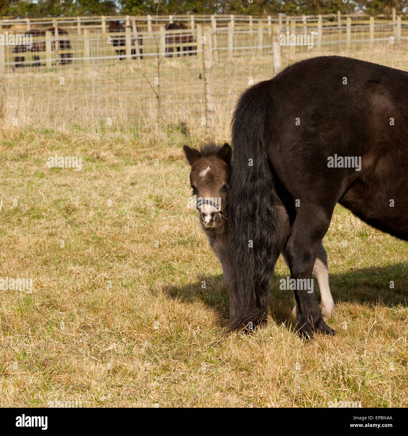 Un día dos ponis Shetland viejo potro peeping desde detrás de su madre Foto de stock