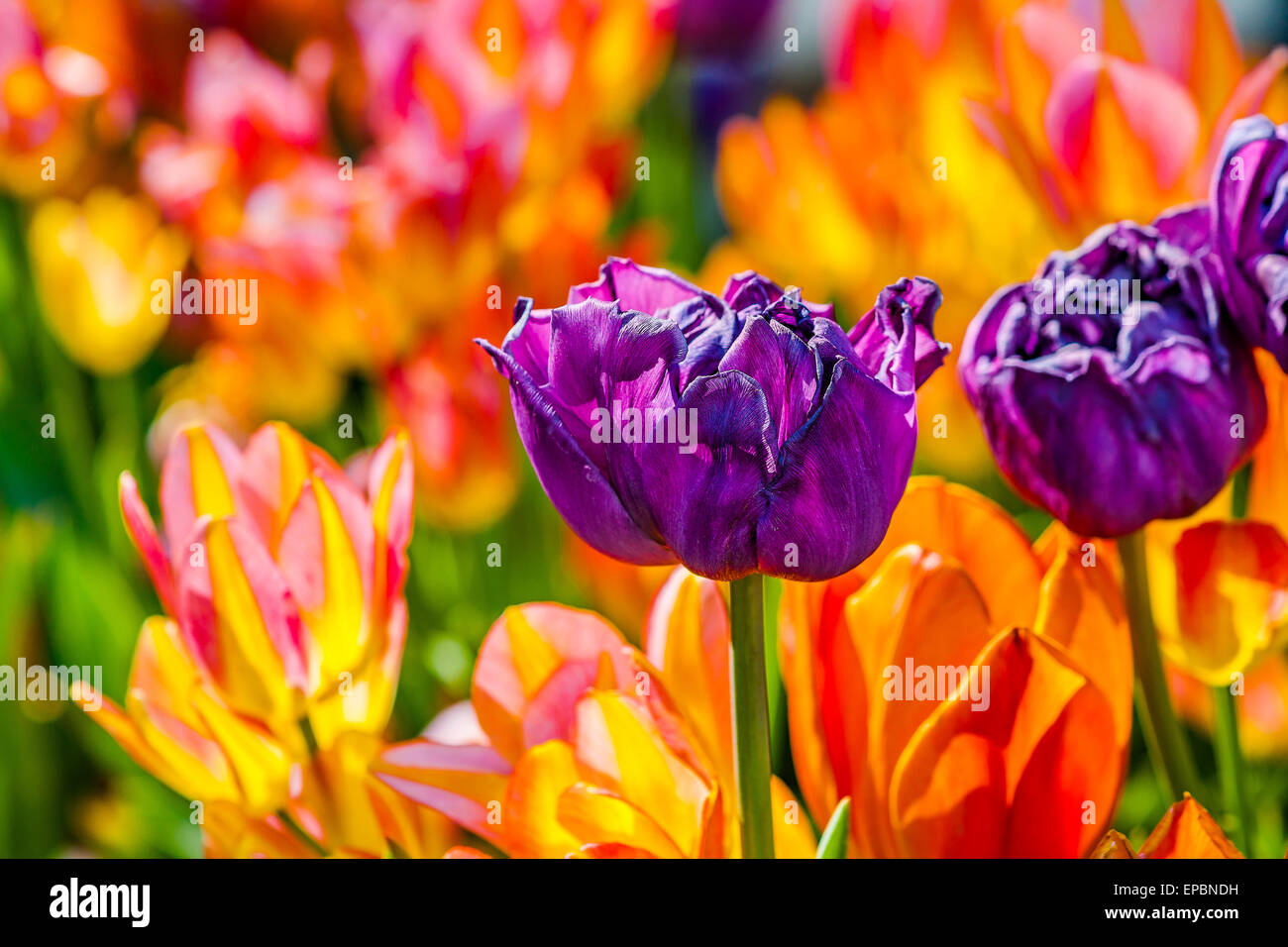 Los tulipanes encantadora. Arco iris de colores de flores naturales  Fotografía de stock - Alamy