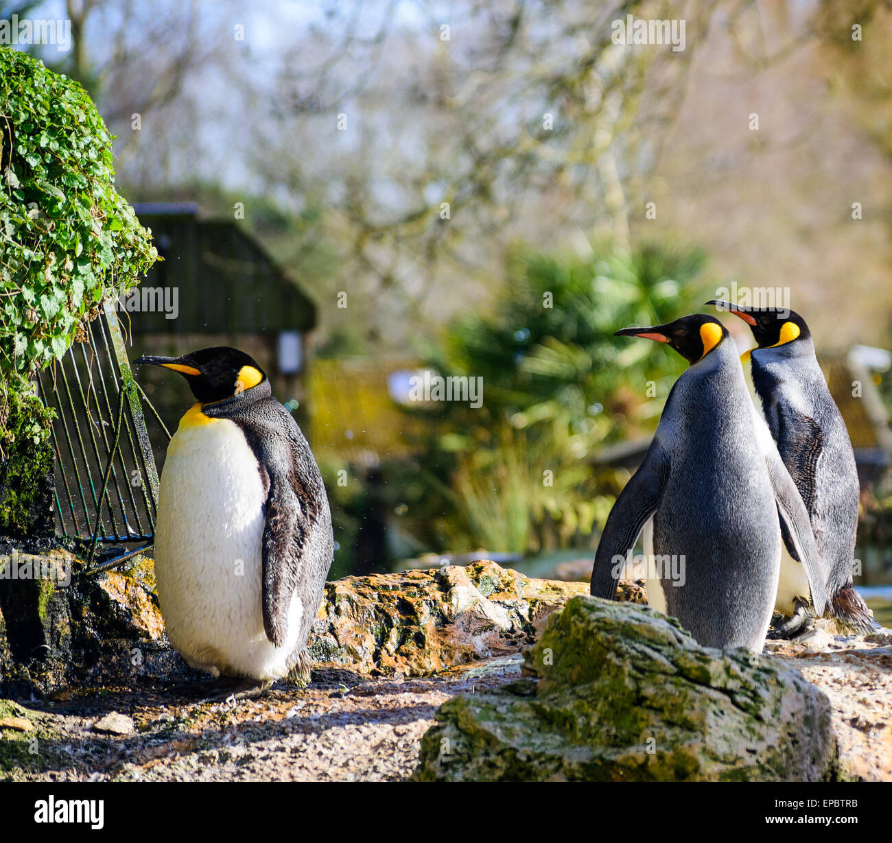 Tres Pingüinos rey va de paseo sobre Foto de stock